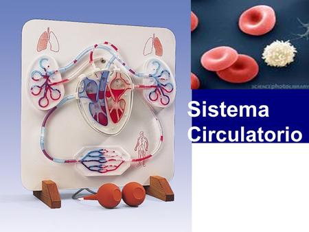 Sistema Circulatorio.
