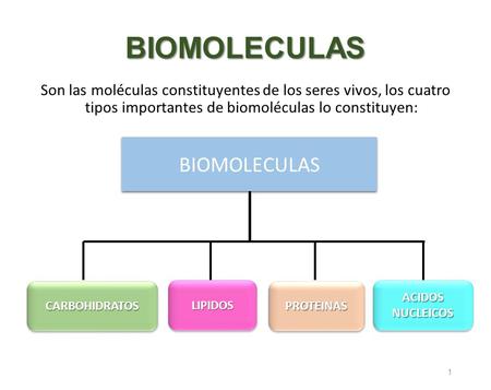 BIOMOLECULAS BIOMOLECULAS