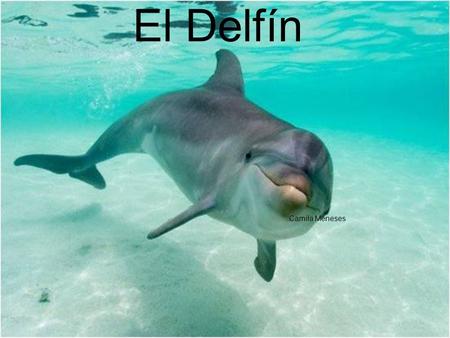 El Delfín .. Camila Meneses.