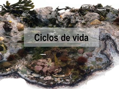 Ciclos de vida.
