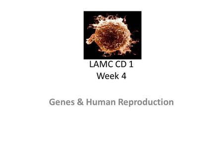 LAMC CD 1 Week 4 Genes & Human Reproduction. DNA- El ácidodesoxirribonucleico (ADN)- la molécula que es la base de la herencia. Gene- is a section of.