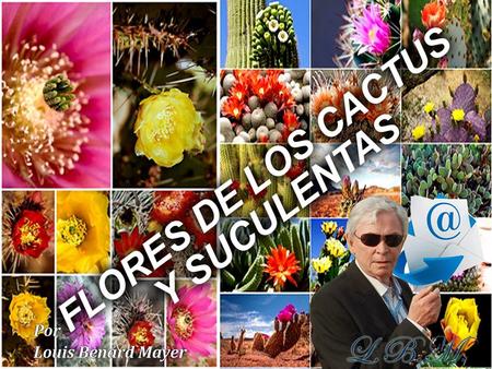 Desde pequeño estuve, involuntariamente, relacionado con los Quiscos, mi padre tenía un Cactario y cada cierto tiempo nos llevaba a ver una que otra flor.
