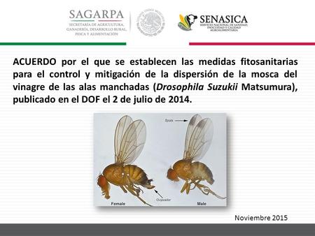 ACUERDO por el que se establecen las medidas fitosanitarias para el control y mitigación de la dispersión de la mosca del vinagre de las alas manchadas.