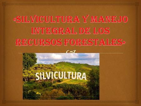 «SILVICULTURA Y MANEJO INTEGRAL DE LOS RECURSOS FORESTALES»