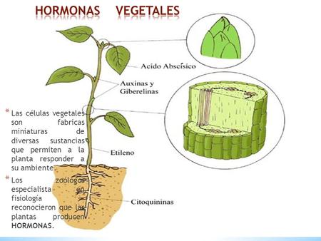 HORMONAS VEGETALES Las células vegetales son fabricas miniaturas de diversas sustancias que permiten a la planta responder a su ambiente. Los.
