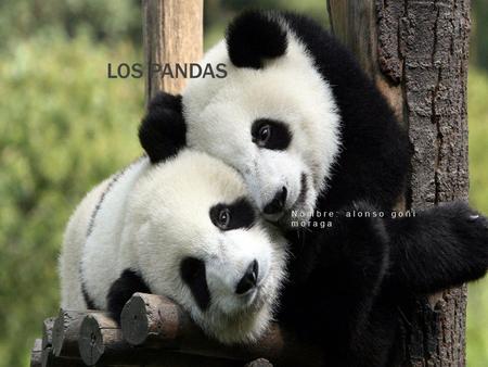 LOS PANDAS Nombre: alonso goñi moraga. INDICE 3…….Historia 4…….Alimentacion 5…….Estado de conservacion 6…….apariencia Los pandas.