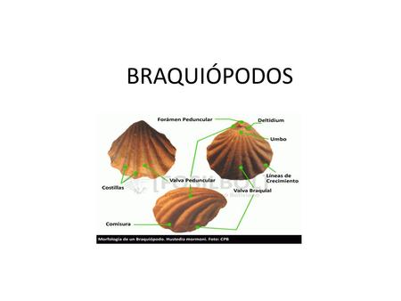 BRAQUIÓPODOS.