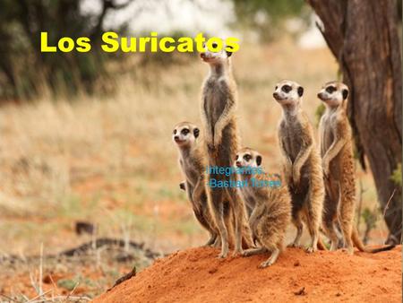 Los Suricatcos Los Suricatos Integrantes: -Bastian Torres.