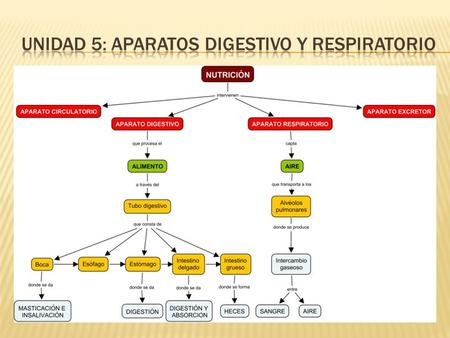 UNIDAD 5: APARATOS DIGESTIVO Y RESPIRATORIO