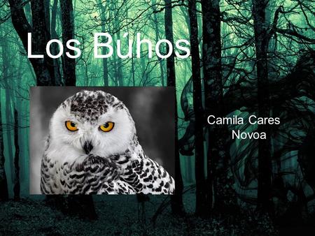 Los Búhos Camila Cares 	Novoa.