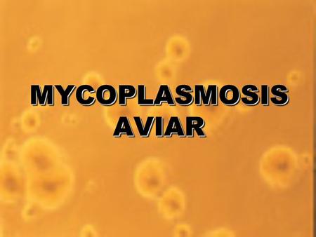 MYCOPLASMOSIS AVIAR.