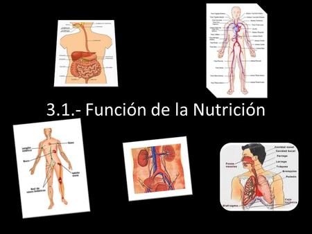 L Función de la Nutrición