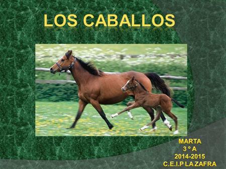 Los caballos MARTA 3 º A 2014-2015 C.E.I.P LA ZAFRA.