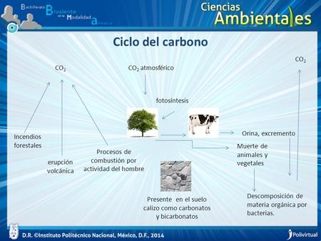 Ciclo del carbono CO2 CO2 CO2 atmosférico fotosíntesis