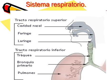 Sistema respiratorio..