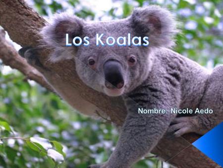 Los Koalas Nombre: Nicole Aedo.