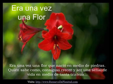 Era una vez una Flor Era una vez una flor que nació en medio de piedras. Quién sabe como, consiguió crecer y ser una señal de vida en medio de tanta tristeza...