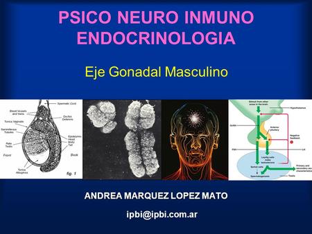 PSICO NEURO INMUNO ENDOCRINOLOGIA ANDREA MARQUEZ LOPEZ MATO ANDREA MARQUEZ LOPEZ MATO Eje Gonadal Masculino.