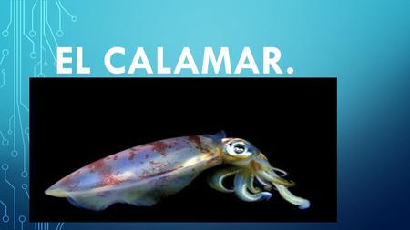 EL CALAMAR..