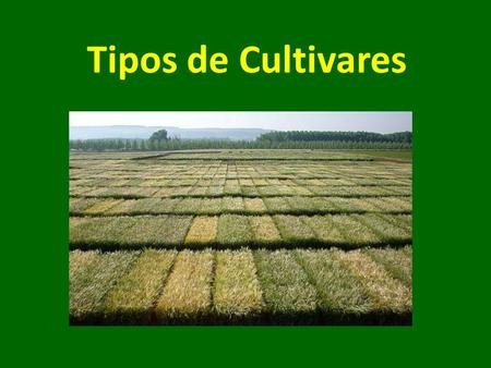 Tipos de Cultivares.