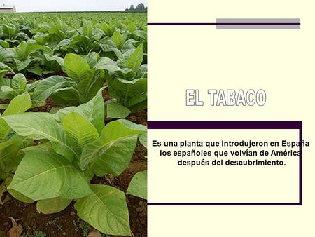 Es una planta que introdujeron en España los españoles que volvían de América después del descubrimiento.