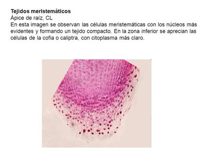 Tejidos meristemáticos