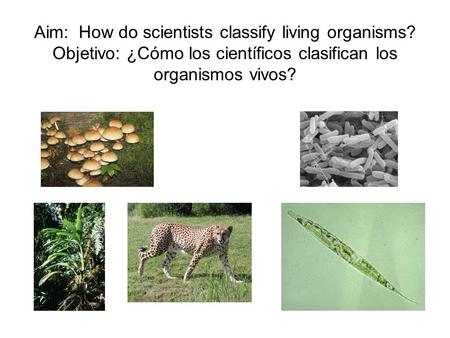 Aim: How do scientists classify living organisms? Objetivo: ¿Cómo los científicos clasifican los organismos vivos?