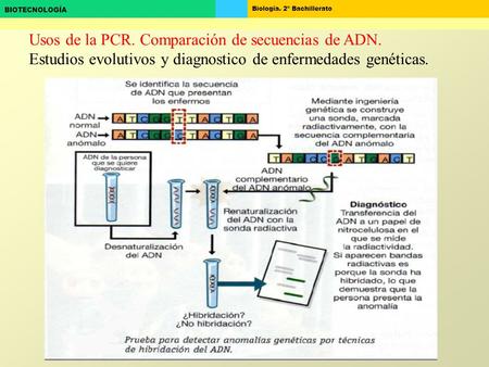Usos de la PCR. Comparación de secuencias de ADN.