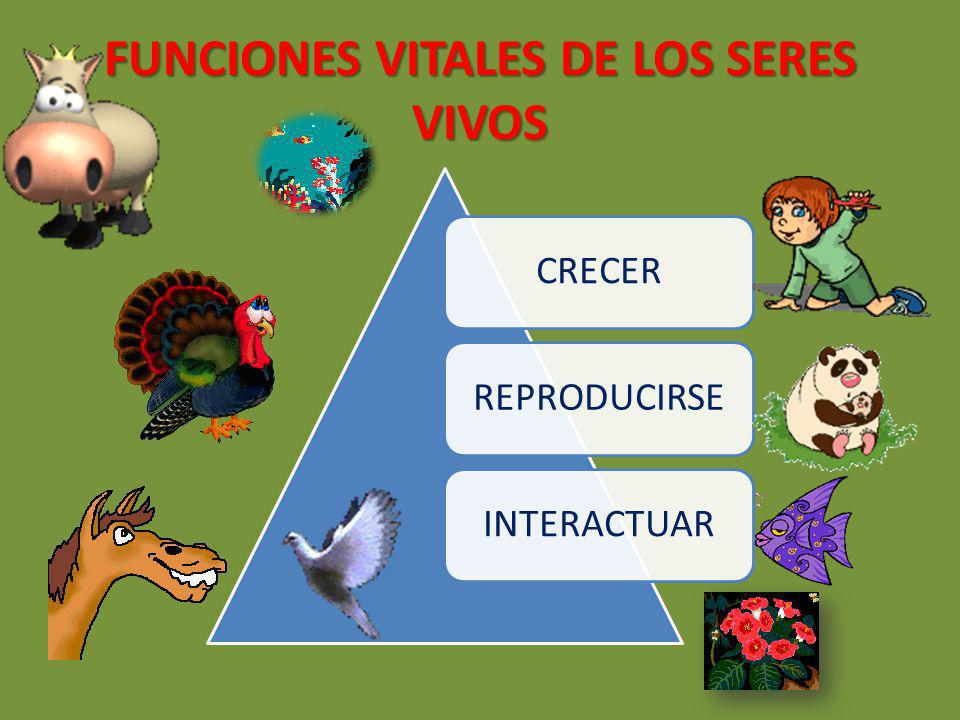 Funciones Vitales De Los Seres Vivos Ppt Video Online Descargar