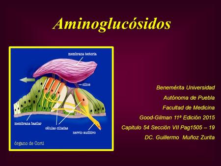 Aminoglucósidos Benemérita Universidad Autónoma de Puebla