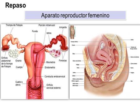 Aparato reproductor femenino