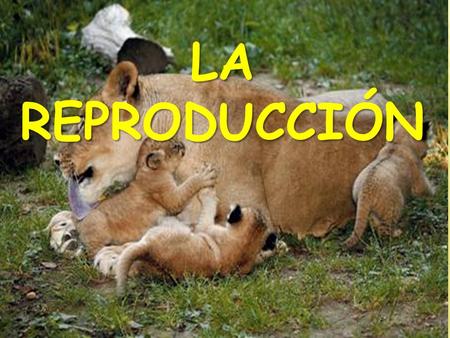 LA REPRODUCCIÓN.