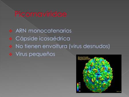  ARN monocatenarios  Cápside icosaédrica  No tienen envoltura (virus desnudos)  Virus pequeños.