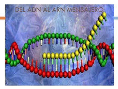 DEL ADN AL ARN MENSAJERO