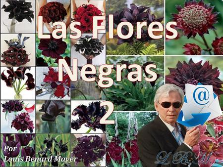 Las Flores Negras 2.