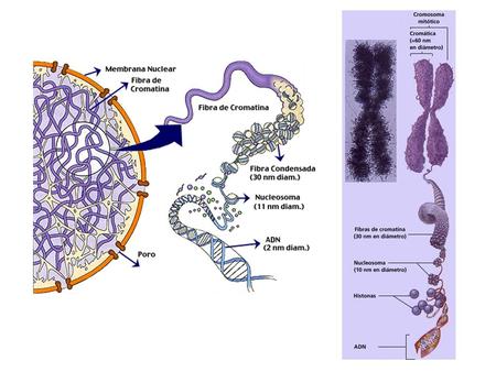 Estructura Molecular del DNA Nucleótidos Componentes del DNA.