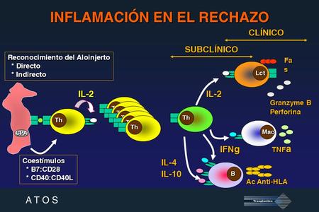 A T O S CPA Th Th Th Th Th Th Th Lct Mac B Reconocimiento del Aloinjerto * Directo * Directo * Indirecto * Indirecto Coestímulos * B7:CD28 * B7:CD28 *