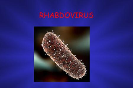 RHABDOVIRUS 1.