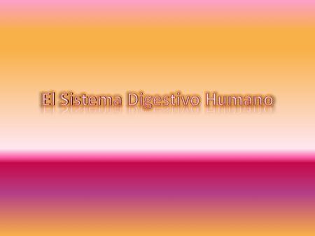 El Sistema Digestivo Humano