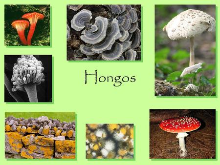 Hongos.