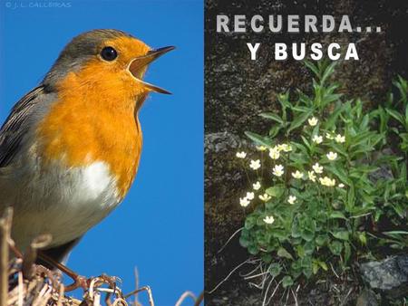 Busca en el refugio de tu corazón … y encontrarás la alegría de tu cuerpo.