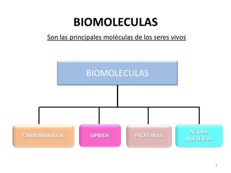 Son las principales moléculas de los seres vivos