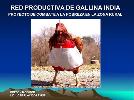 RED PRODUCTIVA DE GALLINA INDIA