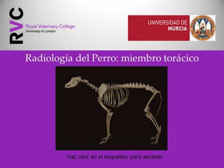 Radiología del Perro: miembro torácico