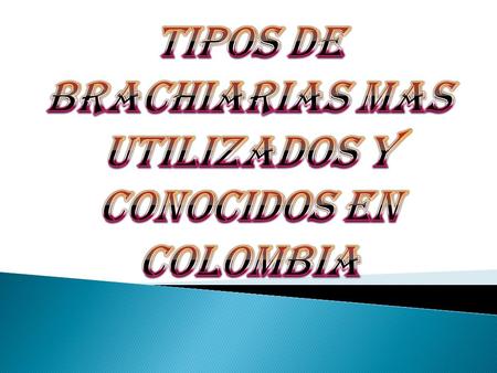 TIPOS DE BRACHIARIAS MAS UTILIZADOS Y CONOCIDOS EN COLOMBIA