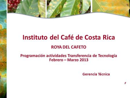 Instituto del Café de Costa Rica