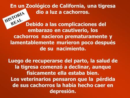 En un Zoológico de California, una tigresa dio a luz a cachorros