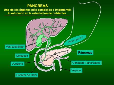PANCREAS Uno de los órganos más complejos e importantes involucrado en la asimilación de nutrientes. Quimo gástrico Vesícula Biliar Páncreas Coledoco Conducto.