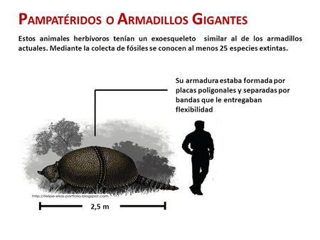 PAMPATÉRIDOS O ARMADILLOS GIGANTES