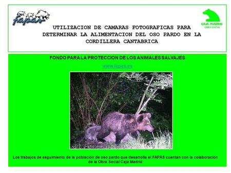FONDO PARA LA PROTECCION DE LOS ANIMALES SALVAJES www.fapas.es UTILIZACION DE CAMARAS FOTOGRAFICAS PARA DETERMINAR LA ALIMENTACION DEL OSO PARDO EN LA.
